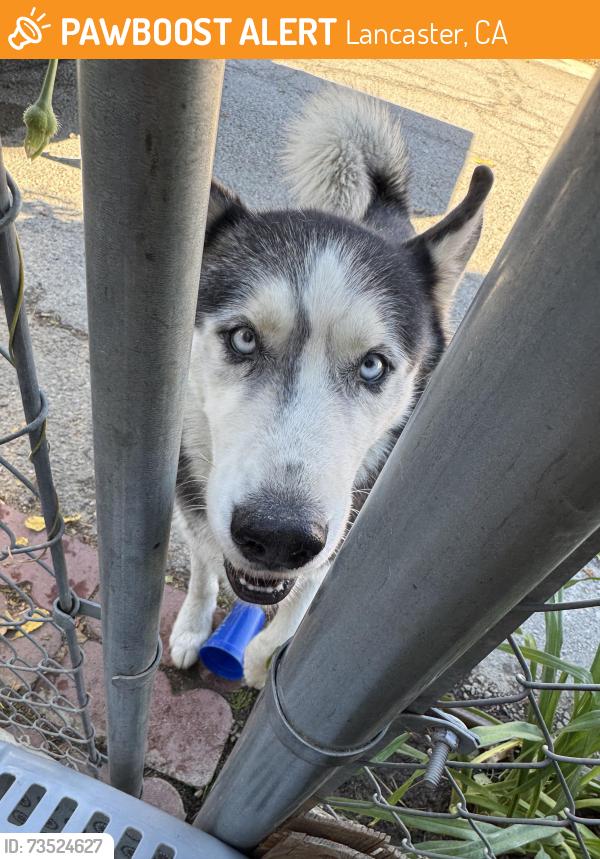 Found/Stray Unknown Dog last seen Near 30th st East, Lancaster, CA 93535