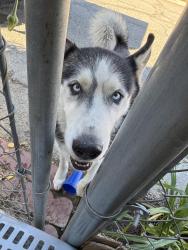 Found/Stray Unknown Dog last seen Near 30th st East, Lancaster, CA 93535