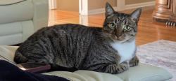Lost Male Cat last seen Emory Johns Creek hosp, Cumming, GA 30041