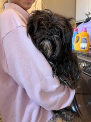 Reunited Unknown Dog last seen Georgetown Bay neighborhood, Ooltewah TN, Hamilton County, TN 37363