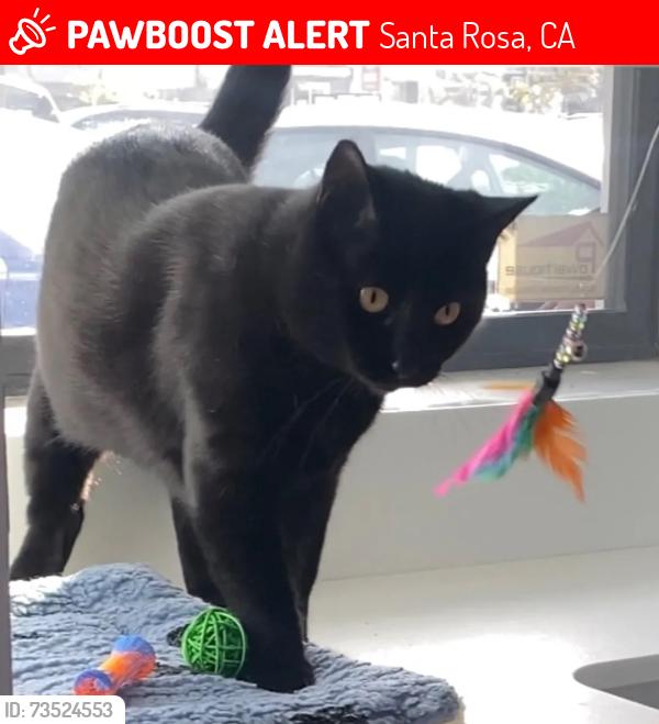 Lost Female Cat last seen Summerfield rd, Santa Rosa, CA 95405