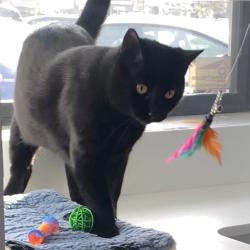 Lost Female Cat last seen Summerfield rd, Santa Rosa, CA 95405