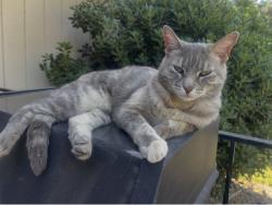 Lost Female Cat last seen Miller park, Fair Oaks, CA 95628