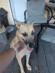 Found/Stray Male Dog last seen Franklin and 120 NE, Norman, OK 73026