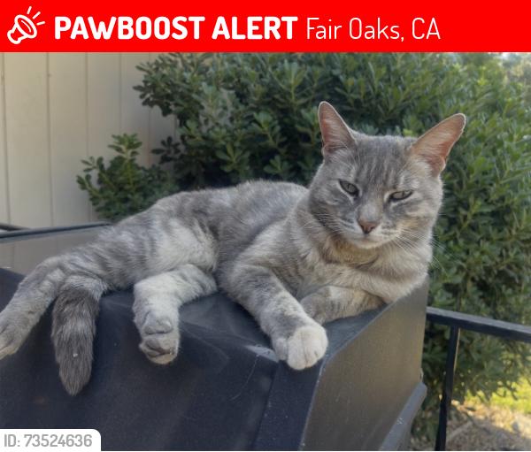 Lost Female Cat last seen Miller park, Fair Oaks, CA 95628