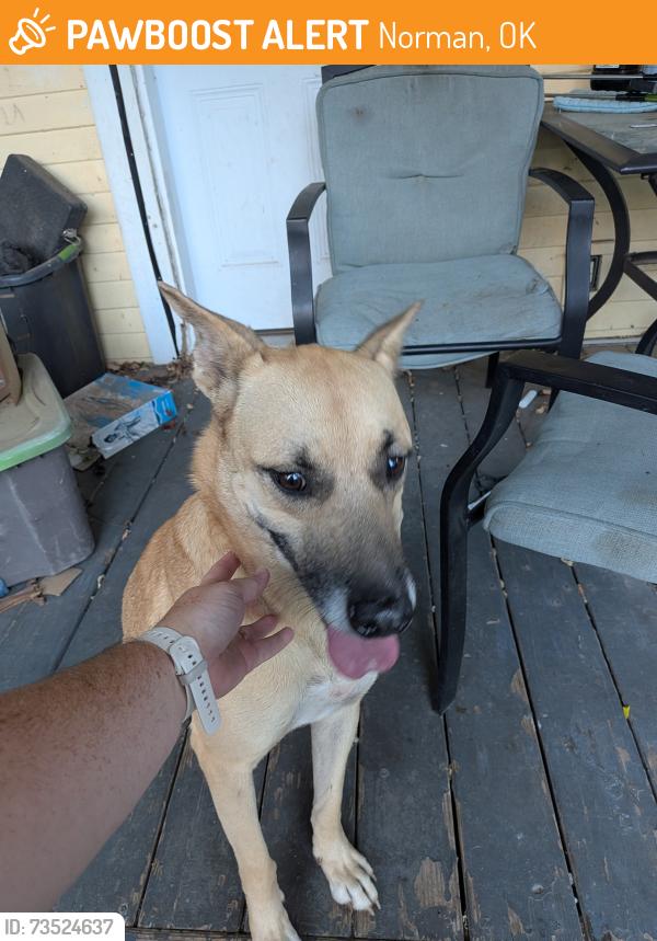 Found/Stray Male Dog last seen Franklin and 120 NE, Norman, OK 73026