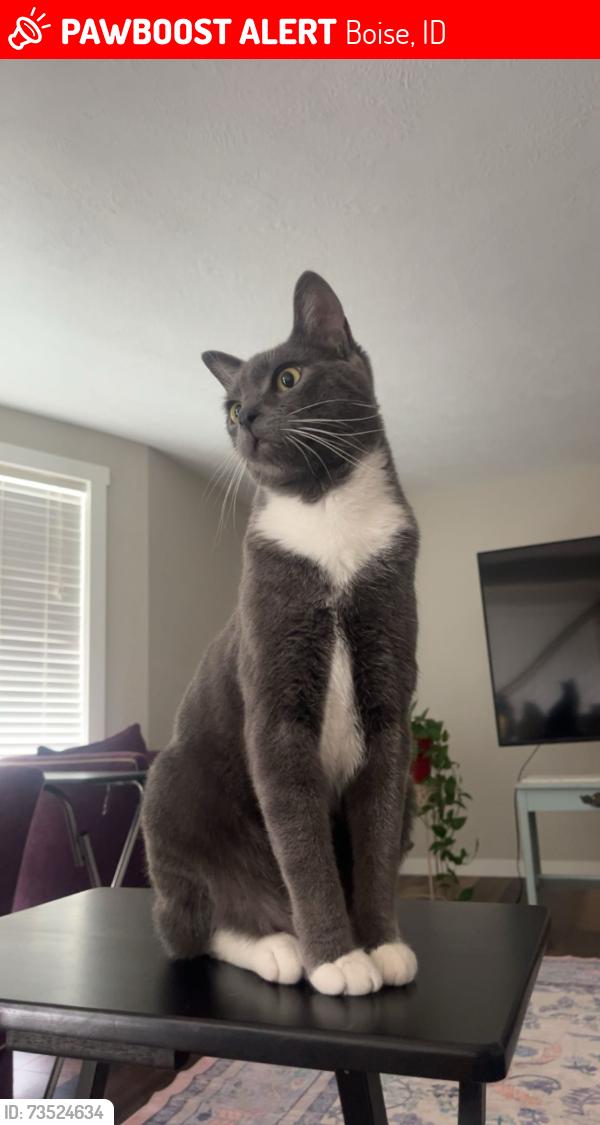 Lost Male Cat last seen Collister and John’s Landing, Boise, ID 83703