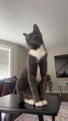 Lost Male Cat last seen Collister and John’s Landing, Boise, ID 83703
