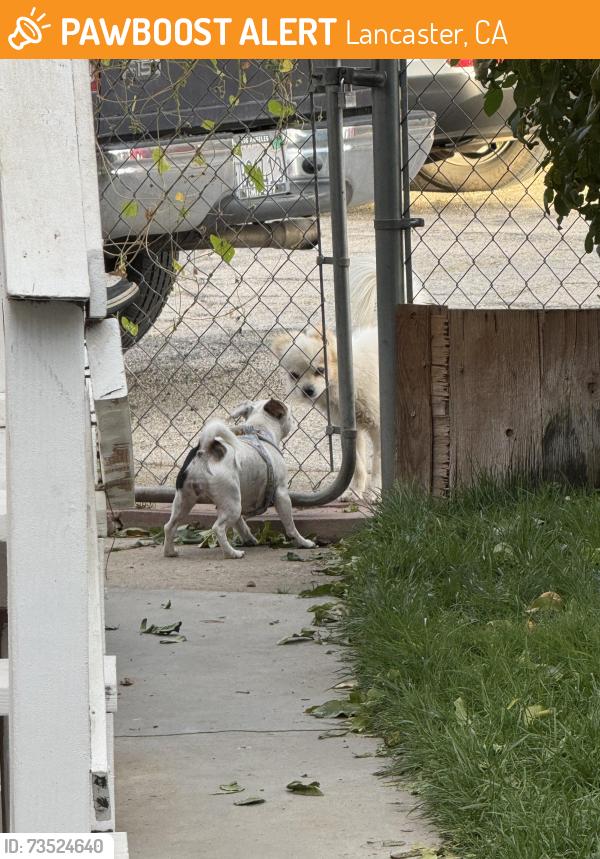 Found/Stray Unknown Dog last seen 30th st e & E avenue h-8, Lancaster, CA 93535
