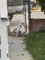 Found/Stray Unknown Dog last seen 30th st e & E avenue h-8, Lancaster, CA 93535