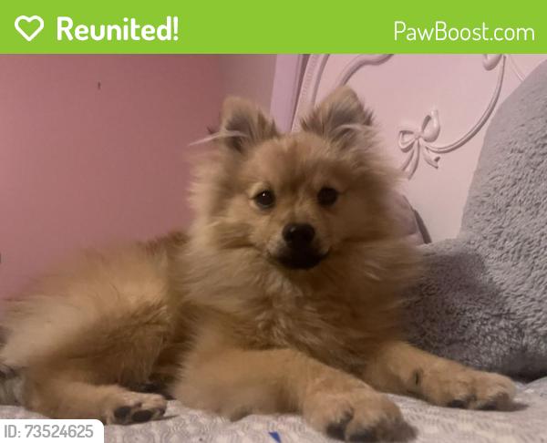 Reunited Male Dog last seen Near Hiram Davis Rd, Lawrenceville, GA 30045, USA, Lawrenceville, GA 30045