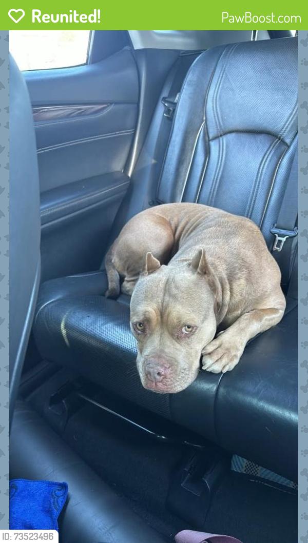 Reunited Female Dog last seen Massachusetts and Canton, Lemon Grove, CA 91946