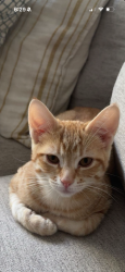 Lost Male Cat last seen Anton Way and Idaho Dr, Sacramento, CA 95823