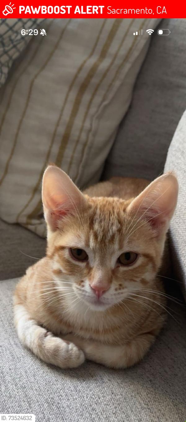 Lost Male Cat last seen Anton Way and Idaho Dr, Sacramento, CA 95823