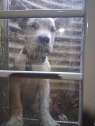 Reunited Male Dog last seen Paris Rd and London Dr. Olympia Fields, Il, Olympia Fields, IL 60461