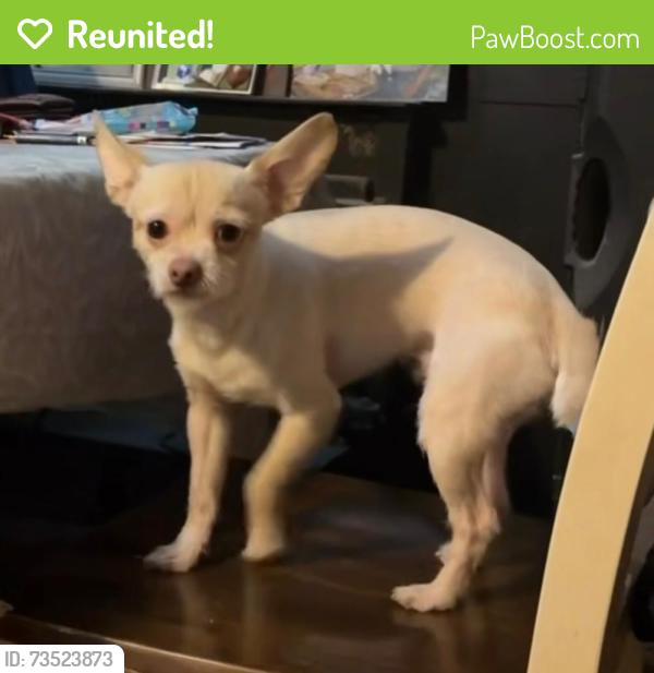 Reunited Male Dog last seen Near old stage rd and timber dr, Raleigh, NC 27603