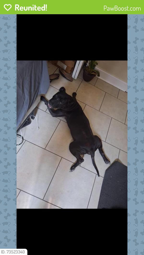 Reunited Male Dog last seen Near n halifax ave daytona beach 32114, Daytona Beach, FL 32118