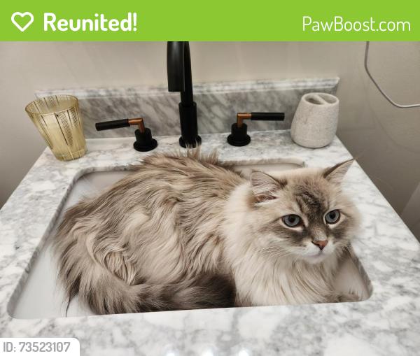 Reunited Male Cat last seen Hosea L Williams Kirkwood, Atlanta, GA 30317