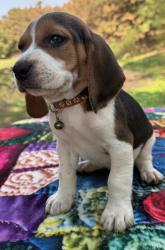 Reunited Male Dog last seen 29th and amidon, Wichita, KS 67204