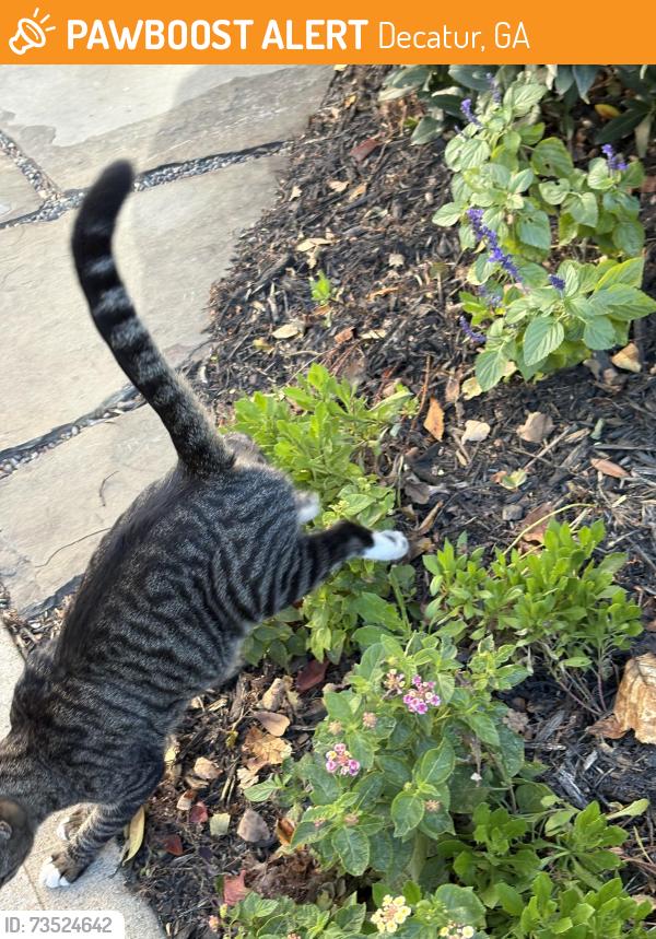 Found/Stray Unknown Cat last seen Manor Walk and Church Street. Close to Church and N Decatur., Decatur, GA 30030