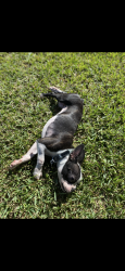 Lost Female Dog last seen Franks BBQ, Ovilla, TX 75154