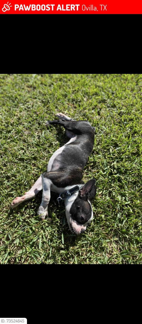 Lost Female Dog last seen Franks BBQ, Ovilla, TX 75154