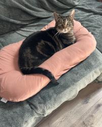 Lost Male Cat last seen Seven Hills and Dunegant Park, Florissant, MO 63033