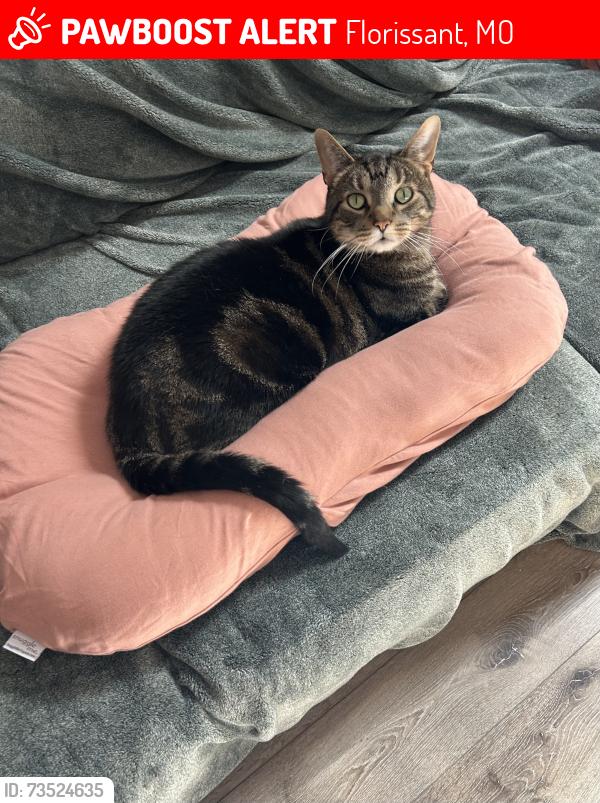 Lost Male Cat last seen Seven Hills and Dunegant Park, Florissant, MO 63033
