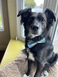 Reunited Male Dog last seen Near Fieldcrest Way, Antioch, CA 94531, USA, Antioch, CA 94531