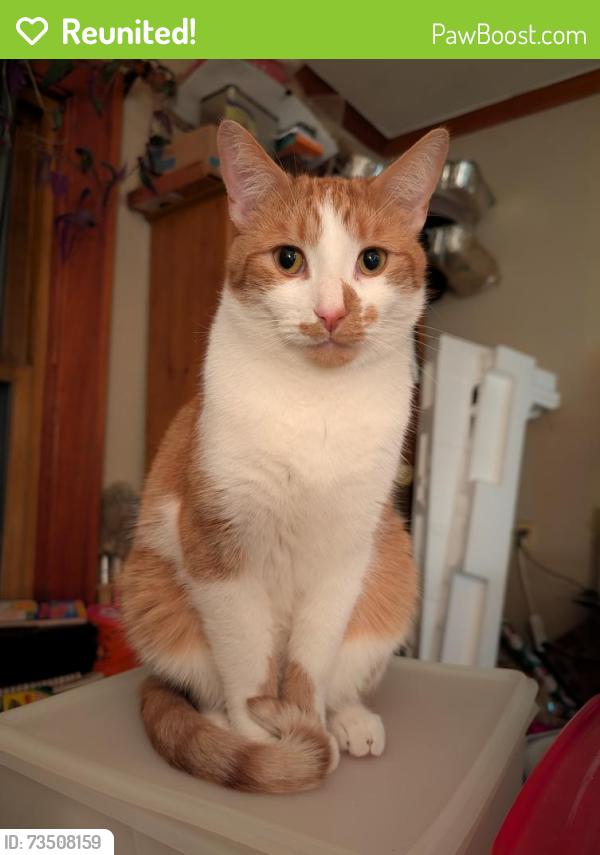 Reunited Male Cat last seen Falleson rd - Turning point park area, Rochester, NY 14612