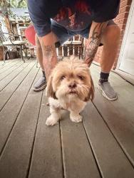 Reunited Male Dog last seen Near fishweir park, Parrish and Charon area, Jacksonville, FL 32205