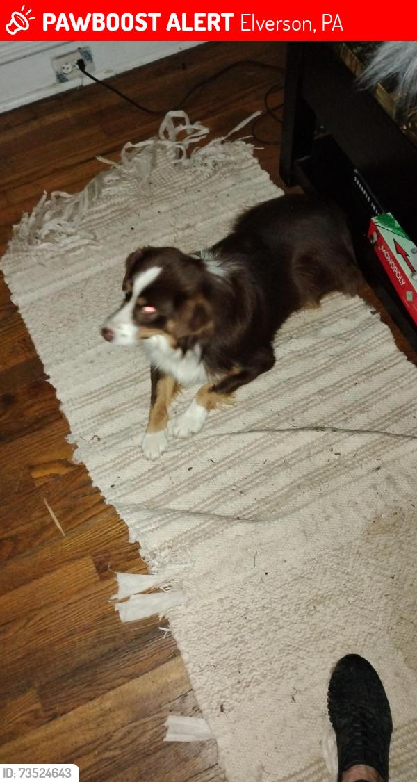 Lost Male Dog last seen Harmonyville Rd and Hopewell Rd w St Pete's Rd, eleverson Pa, Elverson, PA 19520