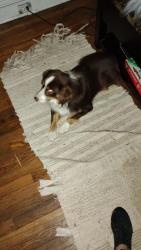 Lost Male Dog last seen Harmonyville Rd and Hopewell Rd w St Pete's Rd, eleverson Pa, Elverson, PA 19520