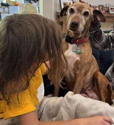 Reunited Female Dog last seen Ward Elementary School, New Rochelle, NY 10804