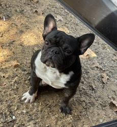 Lost Male Dog last seen Near FM148, Scurry, TX, USA, Scurry, TX 75158