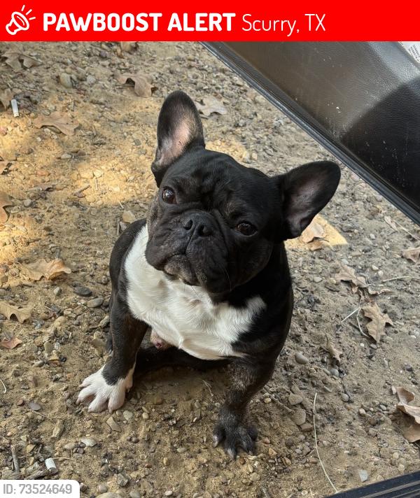 Lost Male Dog last seen Near FM148, Scurry, TX, USA, Scurry, TX 75158