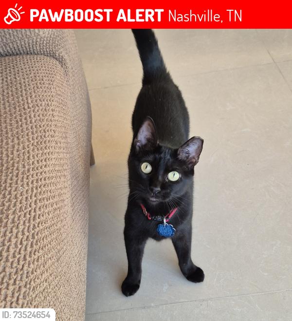 Found/Stray Female Cat last seen Callabee Way & Lenox Creekside Dr, Nashville, TN 37013