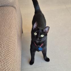 Found/Stray Female Cat last seen Callabee Way & Lenox Creekside Dr, Nashville, TN 37013