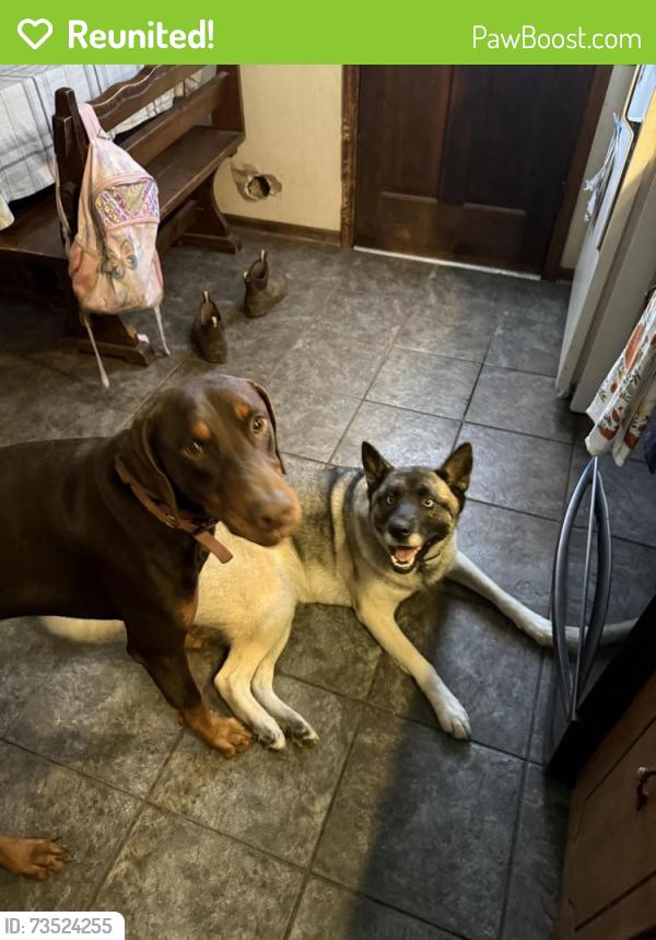 Reunited Male Dog last seen Gowan rd and Holly springs, Near Blackwell’s/MS farm, Inman SC, Spartanburg County, SC 29349