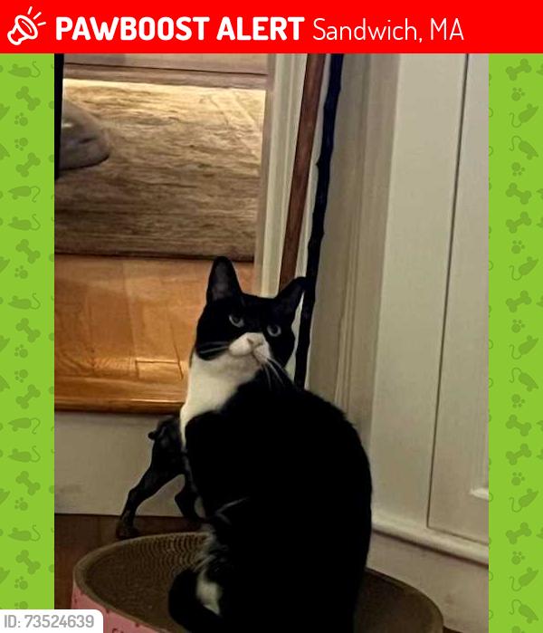 Lost Female Cat last seen sandwich high school, Sandwich, MA 02537