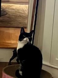 Lost Female Cat last seen sandwich high school, Sandwich, MA 02537