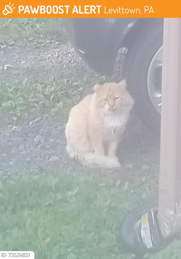 Found/Stray Female Cat last seen Nichol st ave a, Levittown, PA 19056