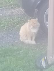 Found/Stray Female Cat last seen Nichol st ave a, Levittown, PA 19056