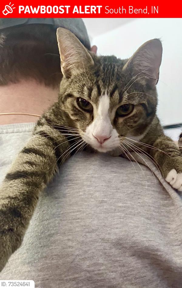 Lost Male Cat last seen Keller and Johnson Streets South Bend IN, South Bend, IN 46628
