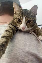 Lost Male Cat last seen Keller and Johnson Streets South Bend IN, South Bend, IN 46628