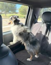 Reunited Male Dog last seen Mckinney Medical Center, McKinney, TX 75069