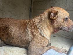 Shelter Stray Male Dog last seen Near BLOCK NE 13TH ST, OKLAHOMA CITY OK 73117, 2811 SE 29th St, Oklahoma City, OK 73129, USA