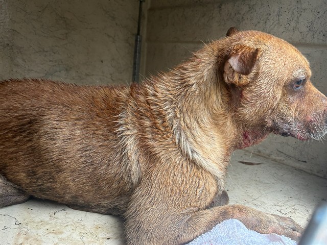 Shelter Stray Male Dog last seen Near BLOCK NE 13TH ST, OKLAHOMA CITY OK 73117, 2811 SE 29th St, Oklahoma City, OK 73129, USA
