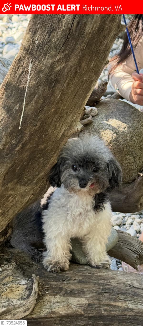 Lost Female Dog last seen Near Morefield Road，Richmond, Richmond, VA 23219