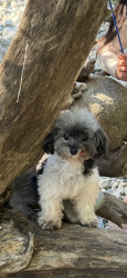 Lost Female Dog last seen Near Morefield Road，Richmond, Richmond, VA 23219